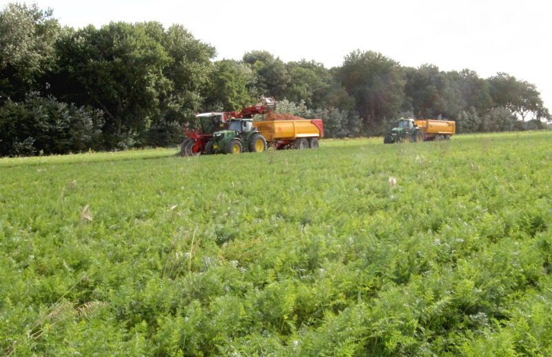 Loonbedrijf Waverijn uit Philippine op Zeeuws-Vlaanderen rooit hier versmarktpeen 'Romance' voor akkerbouwbedrijf de Meijer-Haak uit Hoek (Zeeland). - Foto: Anton Dingemanse