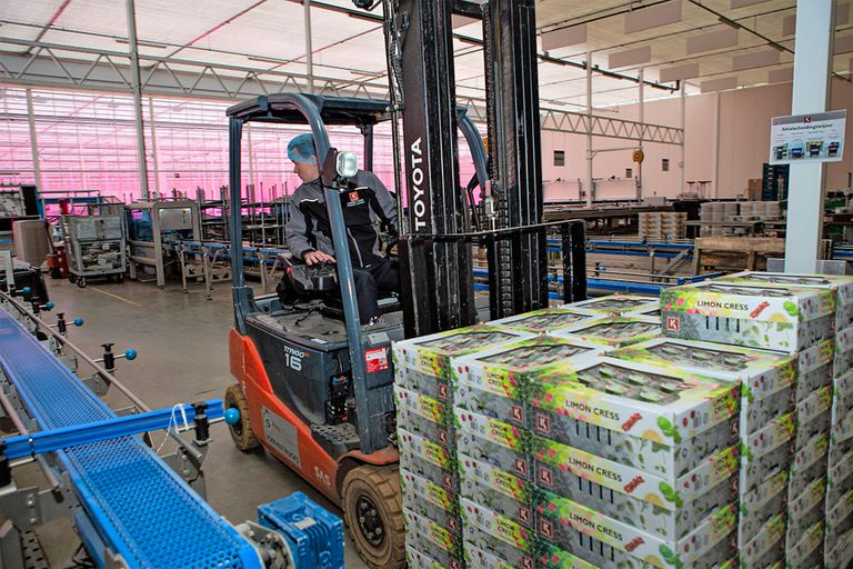 Cressen van Koppert Cress vinden tijdens de coronacrisis hun weg niet meer naar de horeca. - Foto: Peter Roek