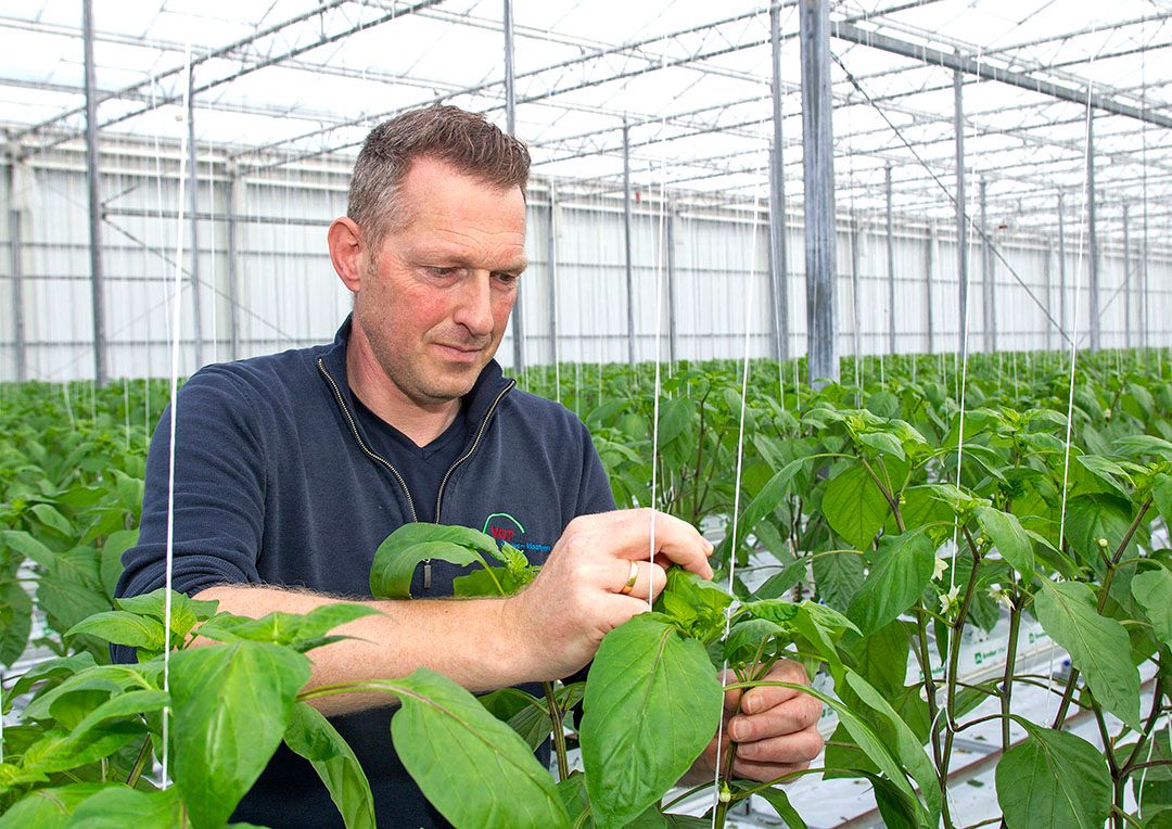 Toppen en indraaien paprika. Foto: Input Output Fotografie