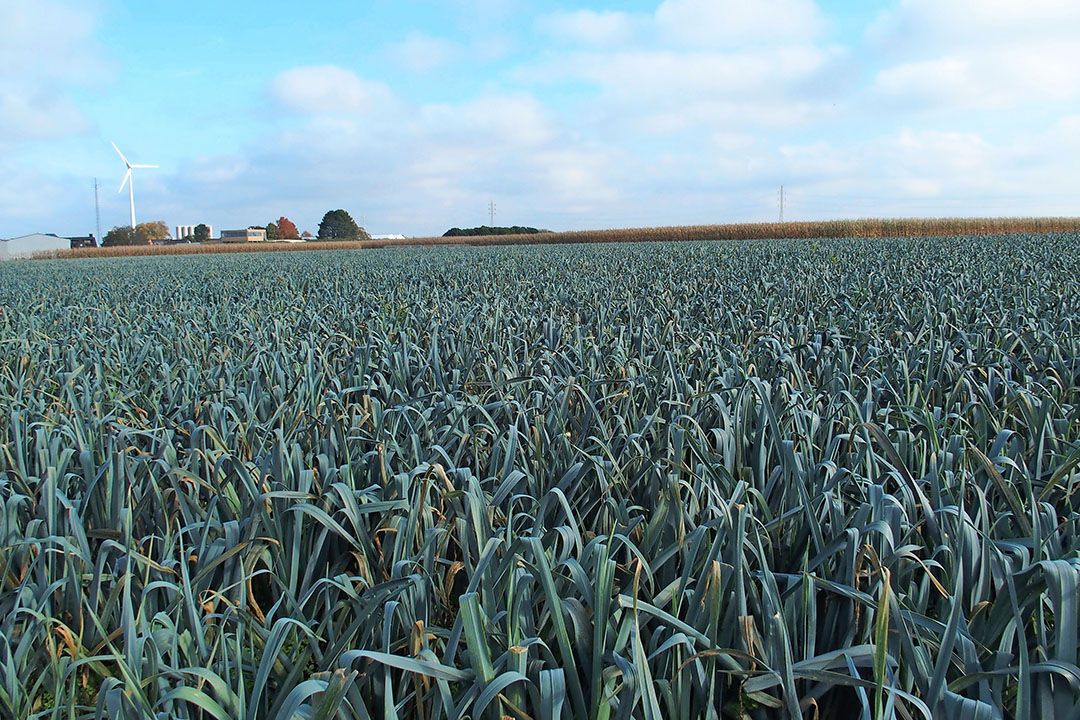 Biologische prei in België. - Foto: Stan Verstegen