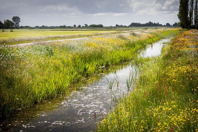 Voorstel is om bufferstroken aan te leggen van 5 meter breed langs ecologisch kwetsbare waterlopen. - Foto: René den Engelsman