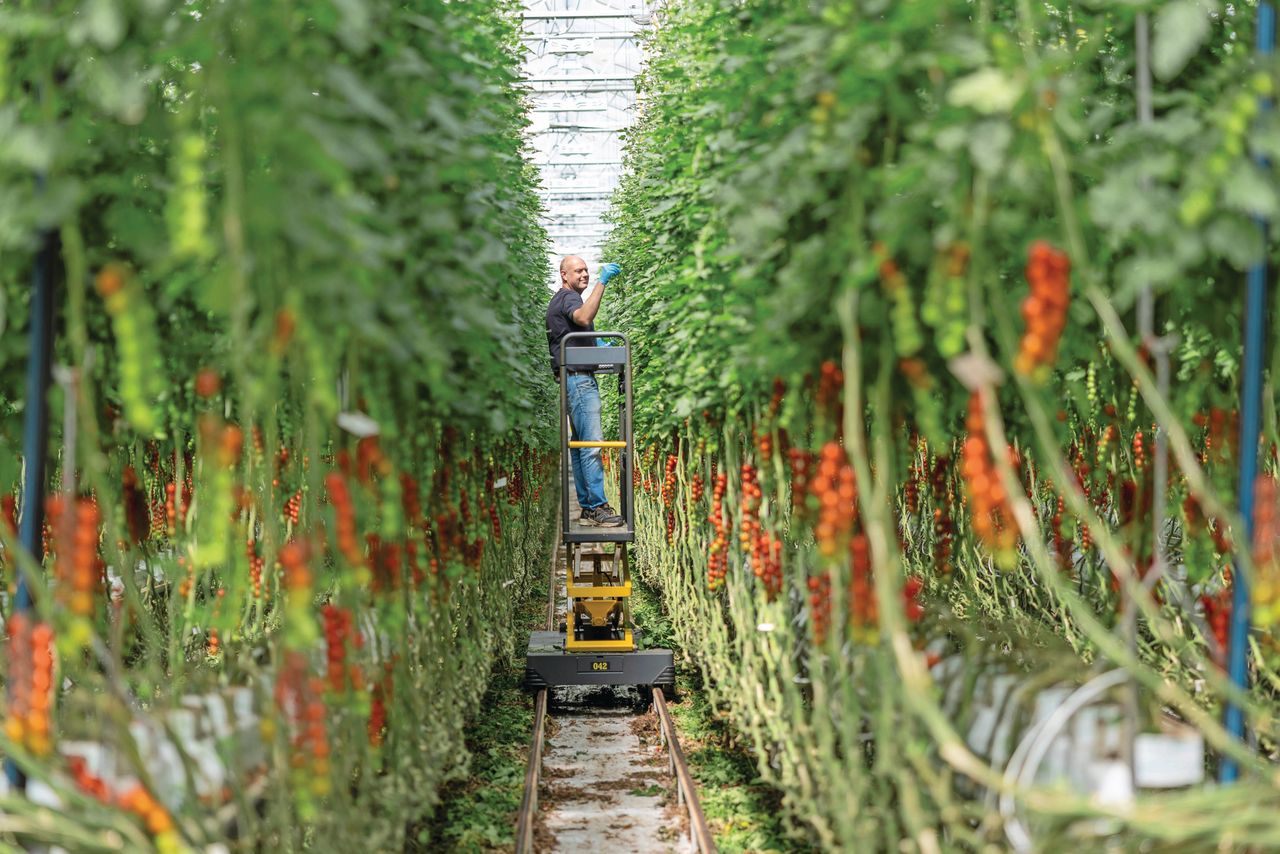 Tomatentelers gebruiken nu vooral resistente rassen in plaats van vaccinatie. Foto: Mark Pasveer