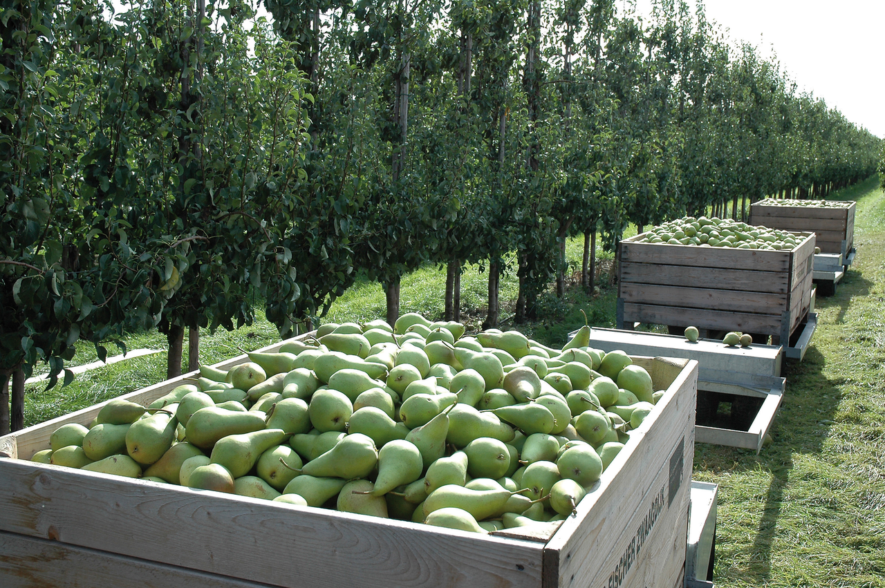 foto: Archief Groenten&Fruit