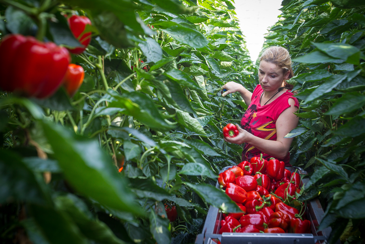 Meer paprika en minder komkommers naar buitenland