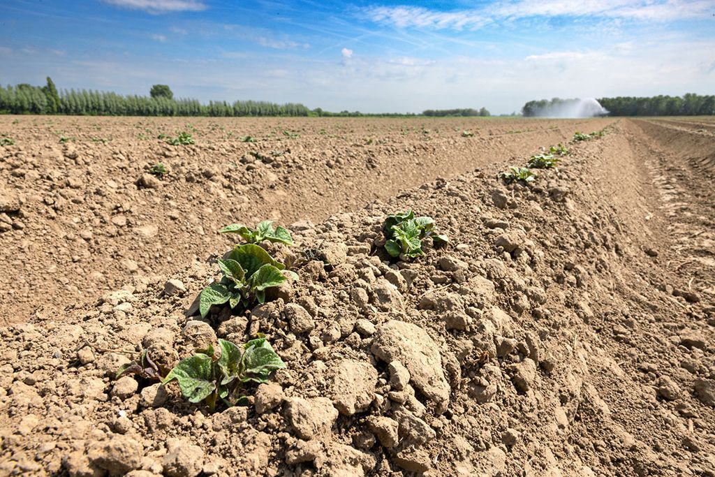 Fontanes worden beregend. Door de droogte valt de stand van de aardappelen tegen. - Foto: Peter Roek