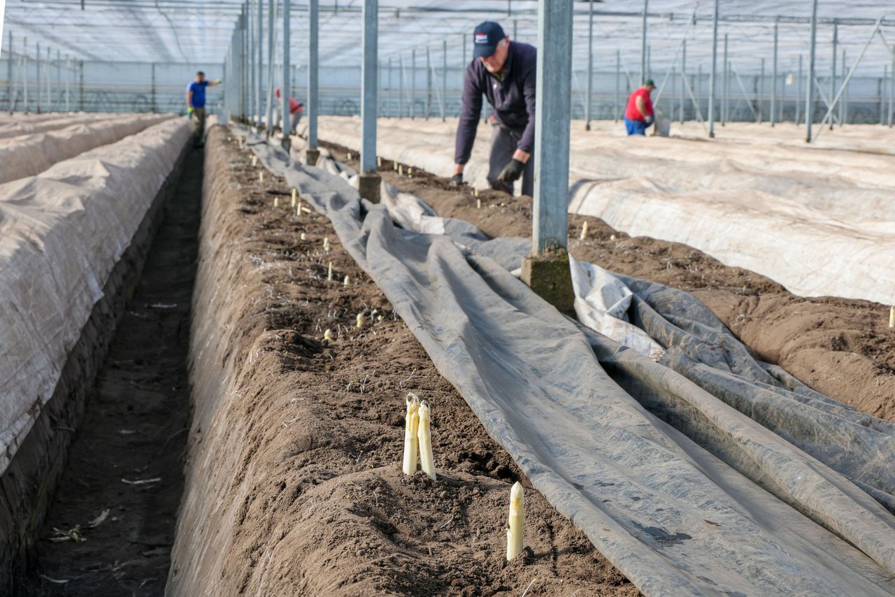 Afgelopen week kwam de oogst van kasasperge bij Teboza pas echt goed op gang. Foto: Bert Jansen