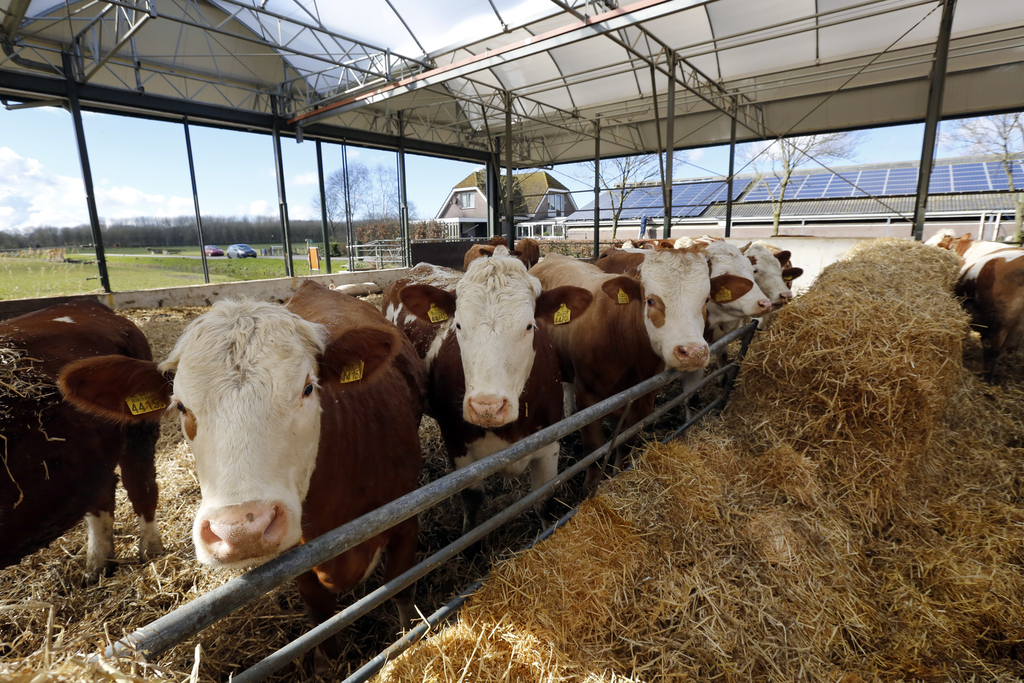 Biologisch-dynamisch melkveebedrijf in Delfgauw (Z.-H.). Skal telde in 2015 de meeste biobedrijven sinds 2010.</p> <p><em>Foto: Roel Dijkstra</em>