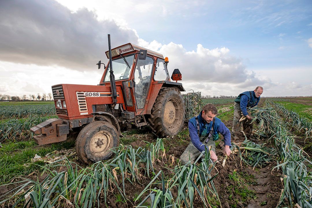 Strokenteelt prei. - Foto: Marc Heeman