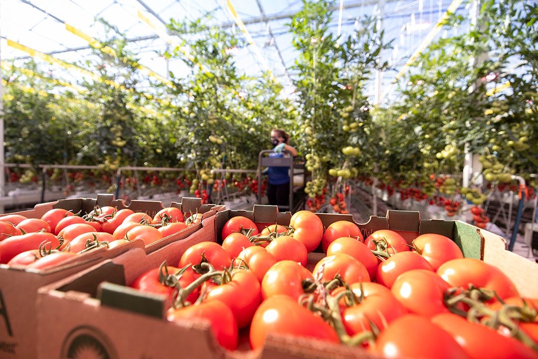 Teelt in de steden. Foto: AppHarvest/Chris Radcliffe