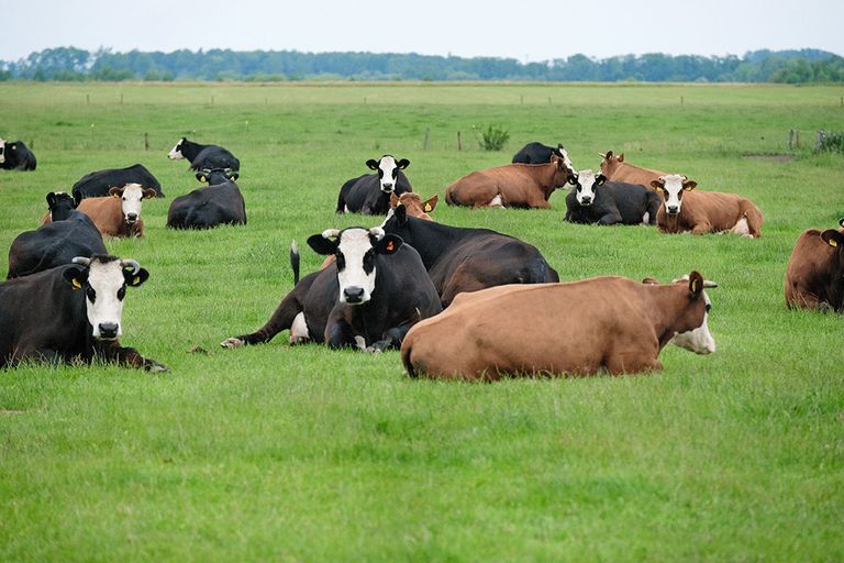 Voor wat betreft de melkveehouderij ziet de Dierenbescherming over 30 jaar het liefst alleen nog maar dubbeldoelrassen. - Foto: Jan Willem van Vliet
