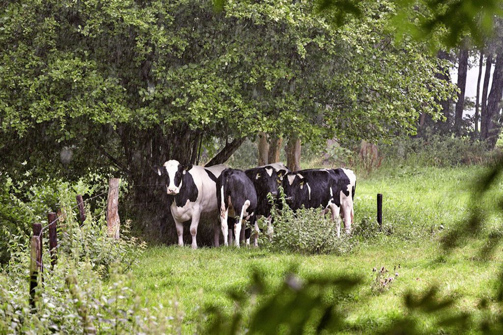 Melkkoeien in Twente - Foto: Hans Prinsen