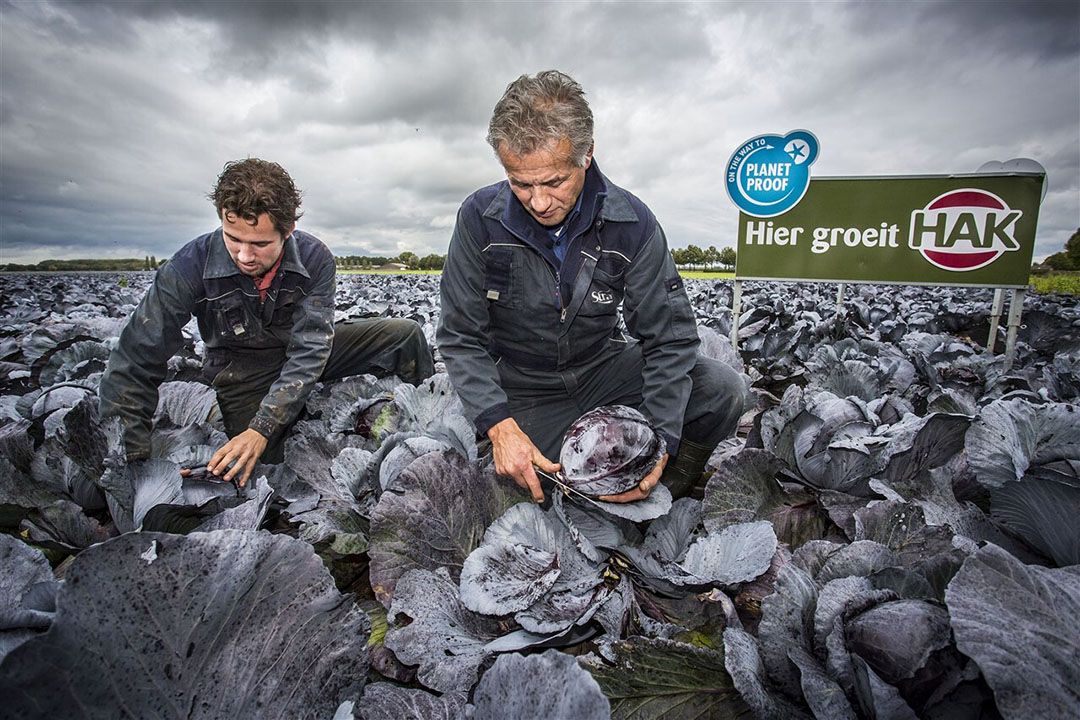 Rode kool met PlanetProof-keurmerk wordt geoogst. - Foto: ANP