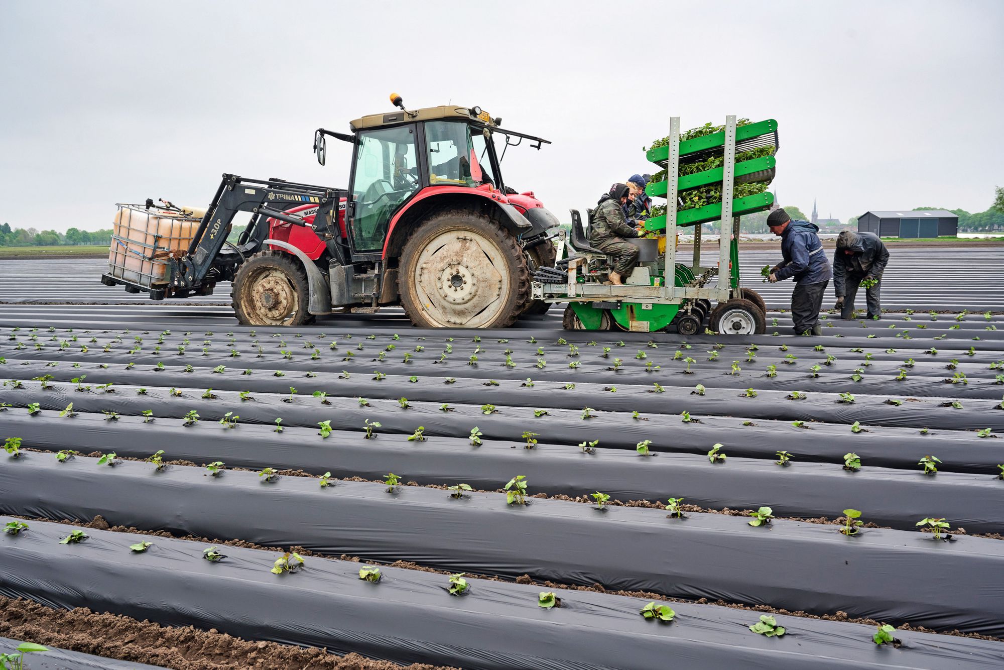 Bij Pieter Verschure zit al zo’n zo’n 12 hectare bataat in de grond. Foto: Van Assendelft Fotografie