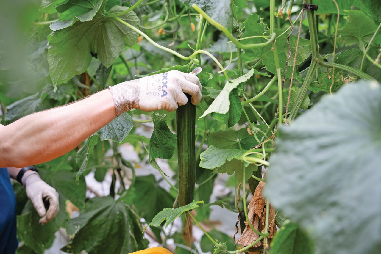 Door de nieuwe uitzend-cao wordt tuinbouwwerk door uitzendkrachten duurder. Foto: Bram Becks