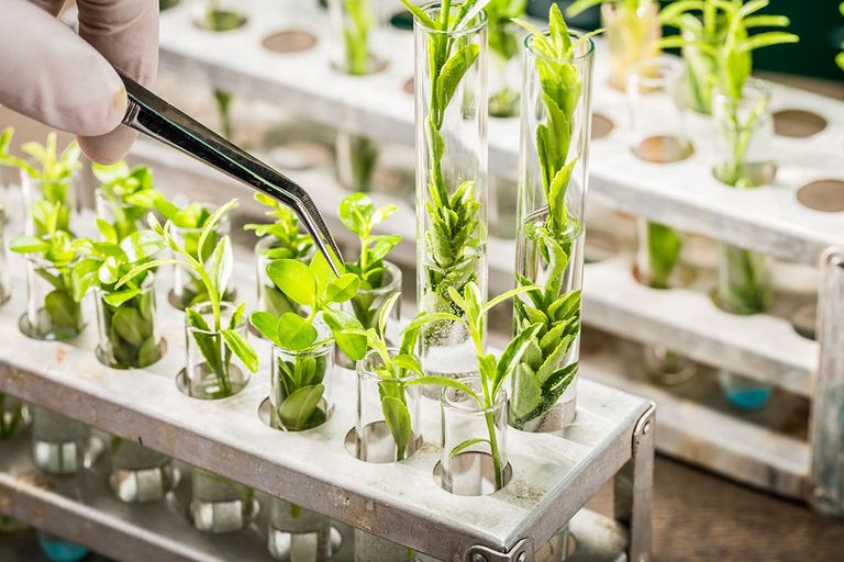 Branchevereniging Plantum zegt dat de nieuwe regelgeving ervoor zorgt dat ook bij kleinere gewassen voldoende stimulans blijft bestaan voor rasvernieuwing. - Foto: Canva
