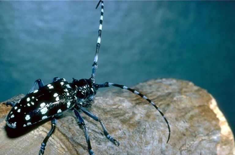 Boktor Anoplophora glabripennis grijpt om zich heen in de regio De Marken in Italië. - Foto: NVWA