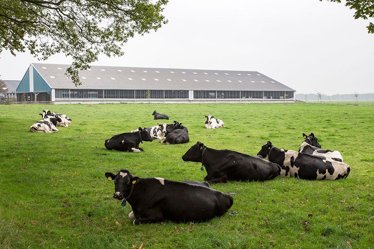 Foto: Jan Willem van Vliet