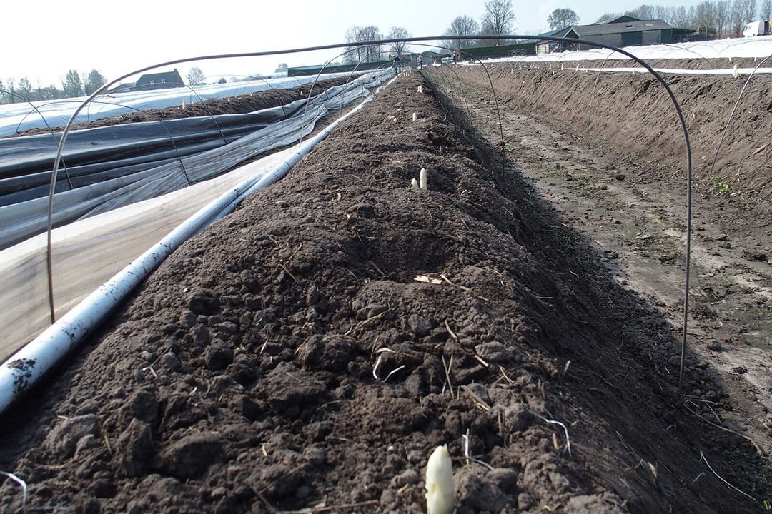 Asperges oogsten. Focus van de Nederlandse Arbeidsinspectie blijft op tuinbouw, maar wel anders georganiseerd. Foto: Stan Verstegen