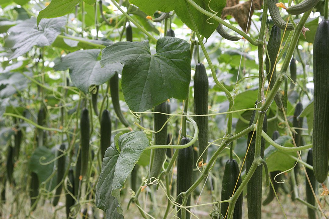 Bij komkommer zorgt de forse aanvoer fijne vruchten bij The Greenery voor prijsdruk. - Foto: Harry Stijger.