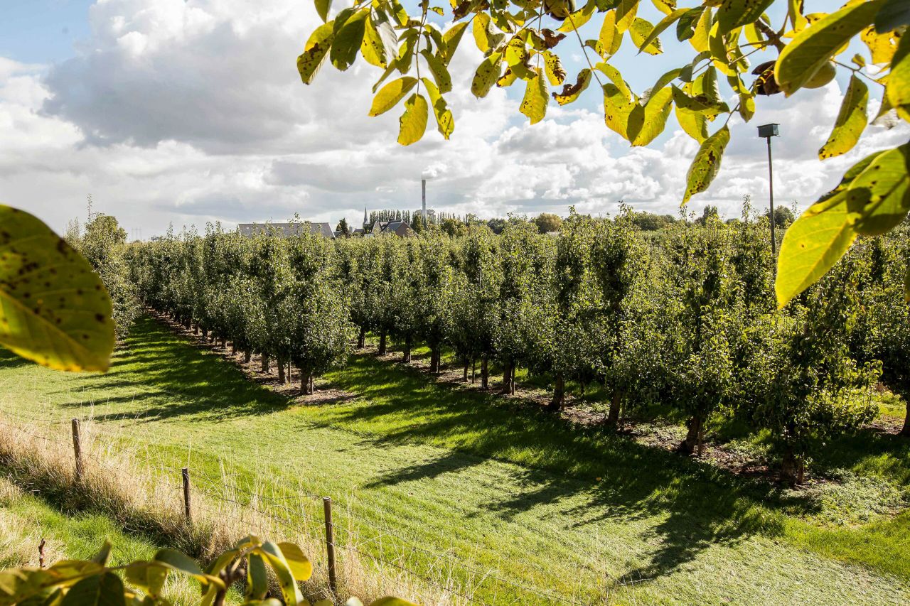 Fruittelers hoeven geen organischestofbalans op te stellen. - Foto: Koos Groenewold