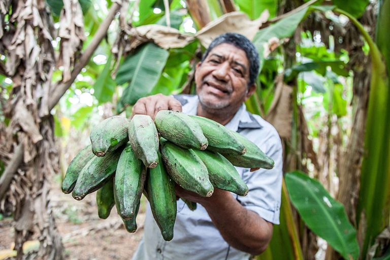 Colombiaanse boer met bananen. Naar schatting zijn er 15 miljoen kleine boeren in Zuid-Amerika die samen meer dan 50% van de Zuid-Amerikaanse voedselproductie voor hun rekening nemen. - Foto: Canva/Frank Merino