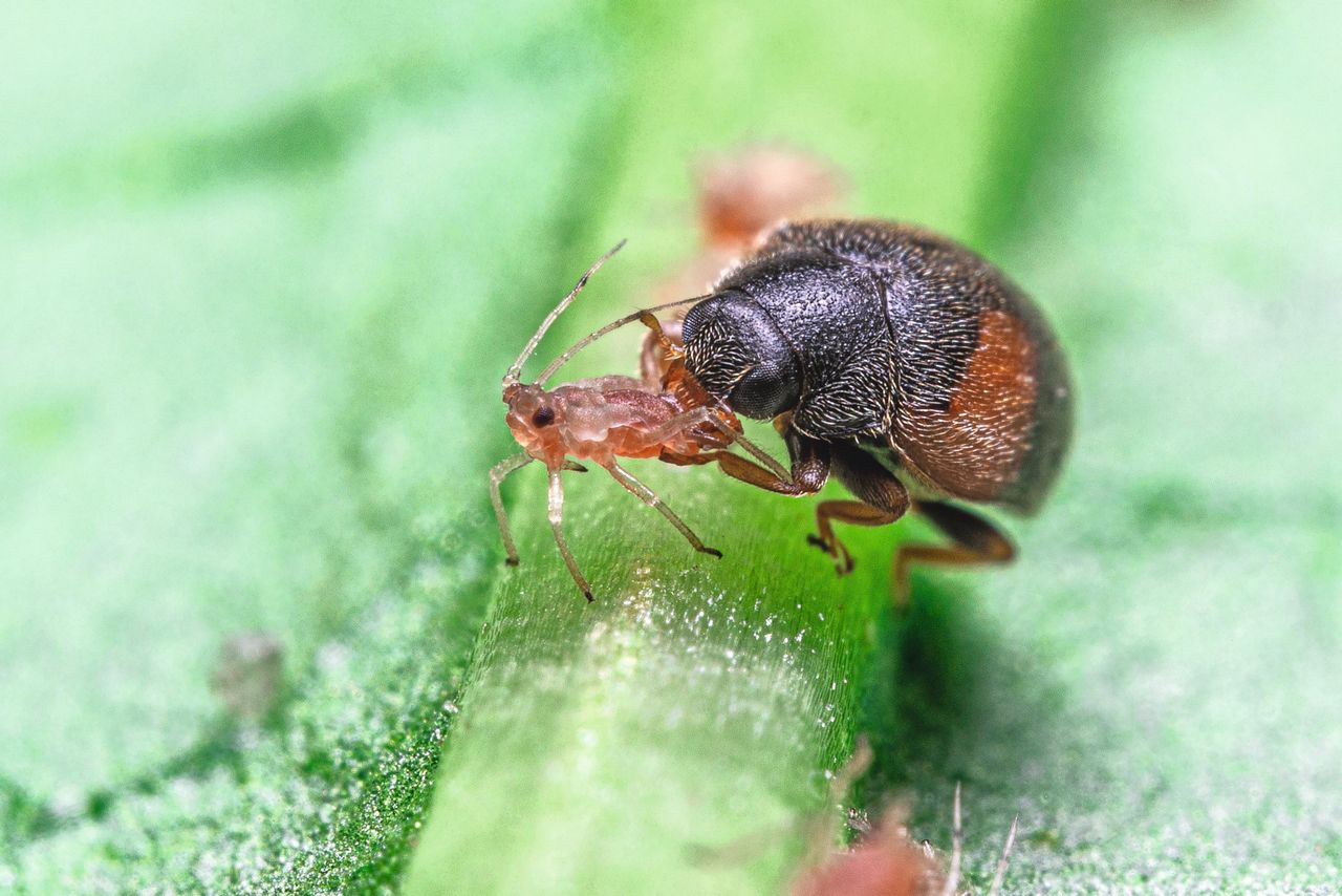 Driehoekkapoentje Scymnus interruptus verorbert een bladluis. Maar kan ook 100 dagen overleven op stuifmeel en nectar van paprikabloemen. Foto: Angelos Mouratidis