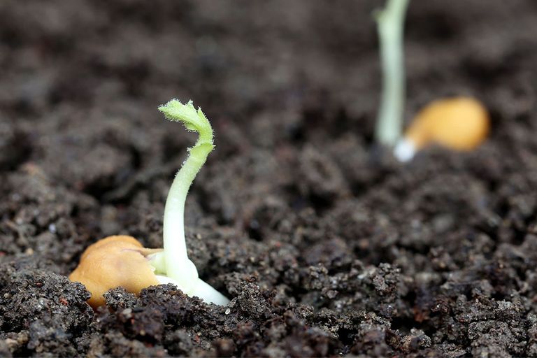 Beginnende kikkererwtplanten. Vlaanderen gaat de teelt van kikkererwten testen. - Foto: Canva.com