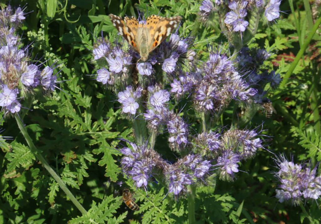 Een vlinder en twee honingbijen zijn op de nectar afgekomen.