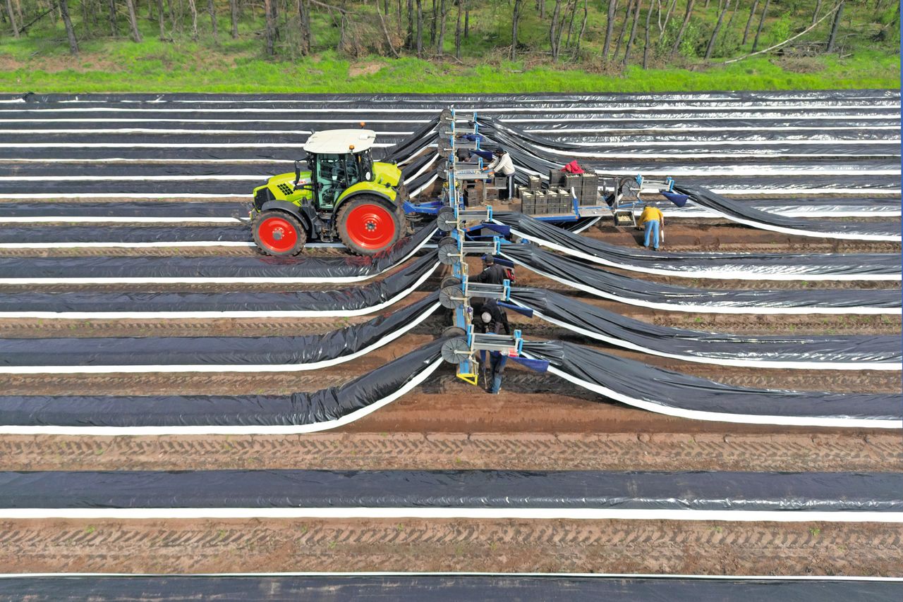 Een van vier groepen arbeidsmigranten die Martens in dienst heeft werkt met een 9-rijige oogstwagen van Strauss. Foto: Bert Jansen