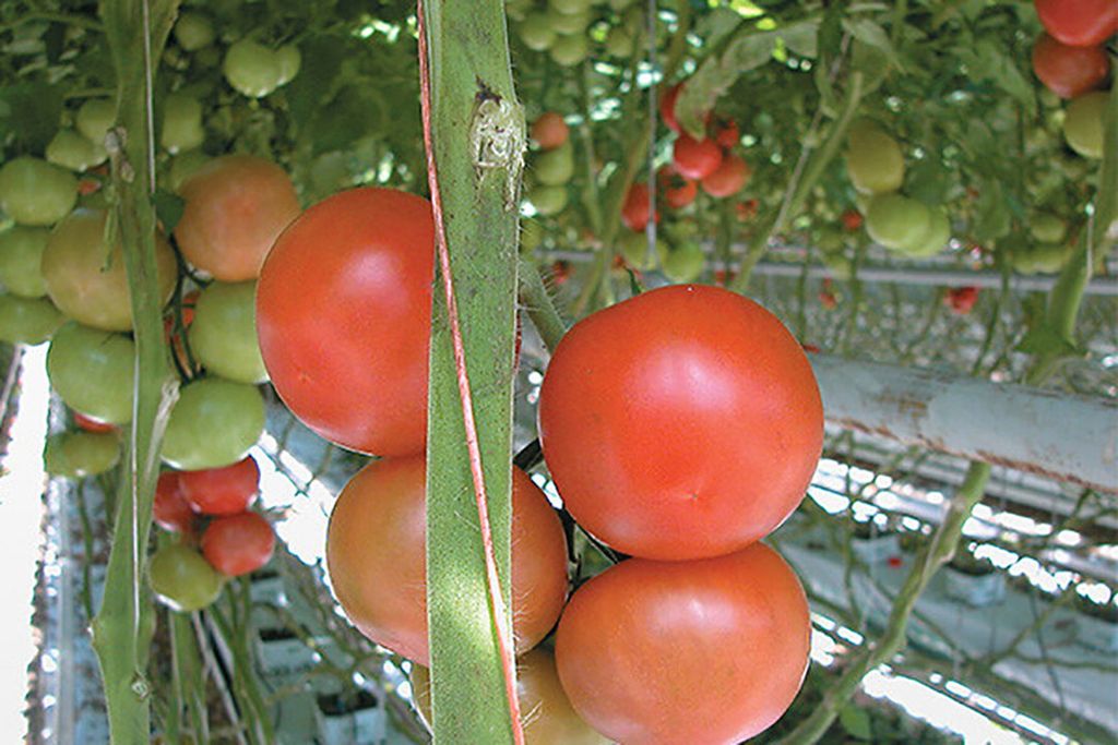Spaanse prijsbeweging ook gevoeld in Belgische tomatenprijzen. Foto: Misset.