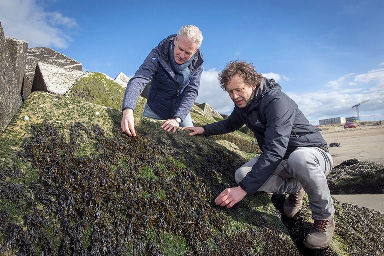 Edwin Sneekes en Joost Wouters zijn twee van de oprichters van The Seaweed Company. - Foto: Roel Dijkstra - Vlaardingen/Dennis Wisse