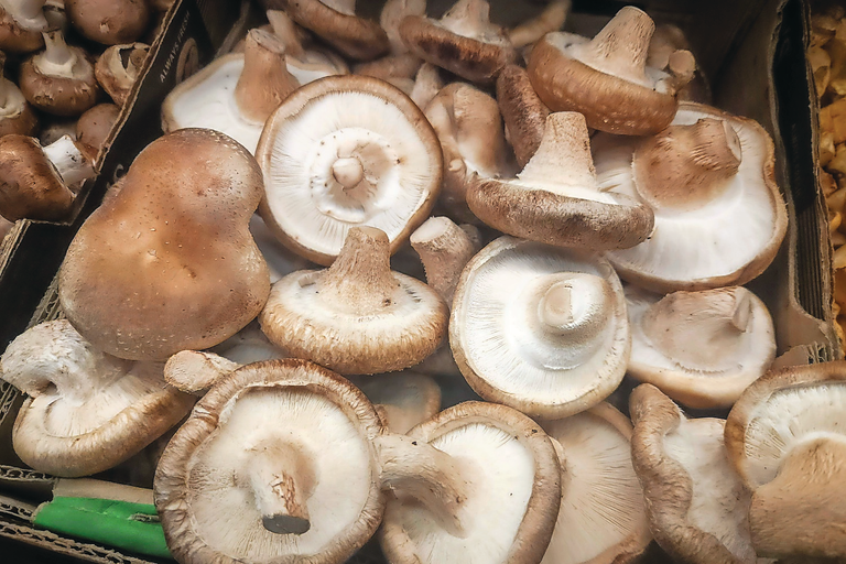 MUCHroom maakt vleesvervangers van de paddenstoel shiitake Foto: ANP