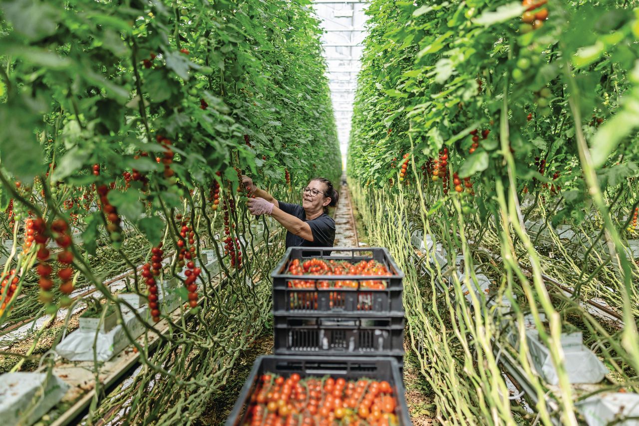 Behalve de laatste vier of vijf trossen, blijft op veertien vruchten gesnoeid worden. Foto: Mark Pasveer