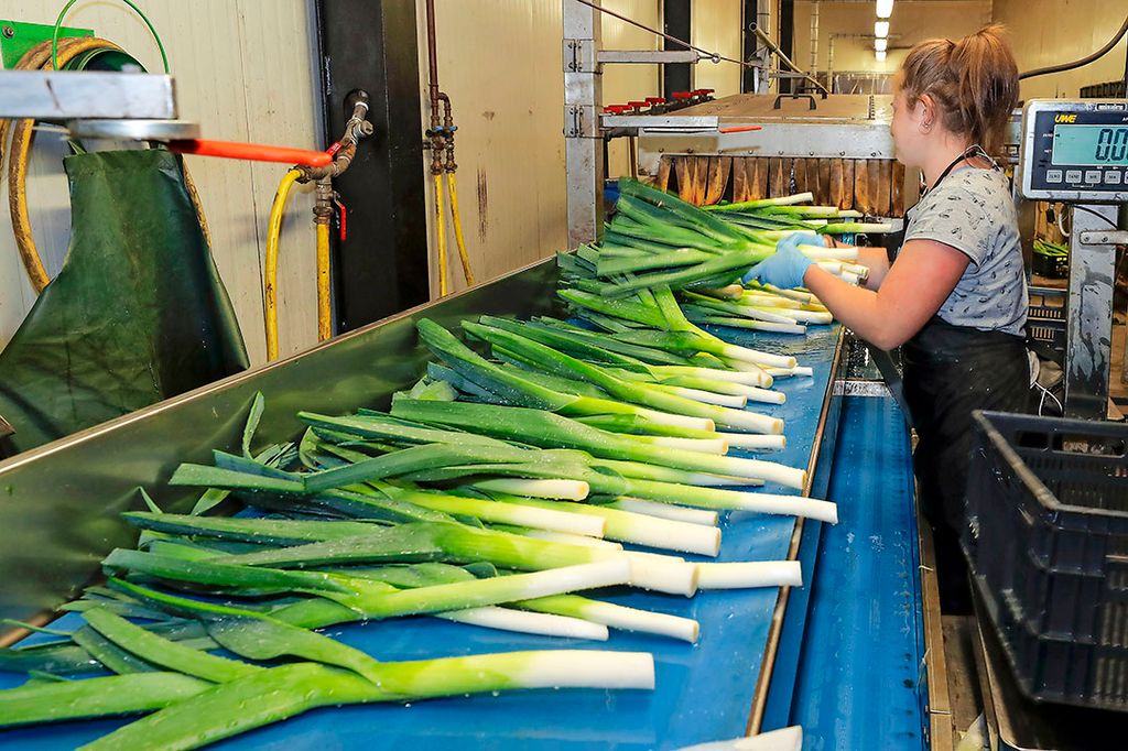 Schonen van prei. In de margemonitor zijn dit jaar geen vollegrondsgroenten opgenomen.  - Foto: Bert Jansen