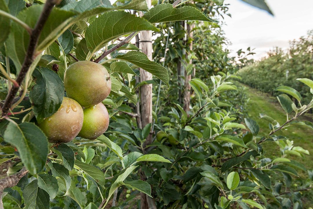 Appelteelt. - Foto: Koos Groenewold