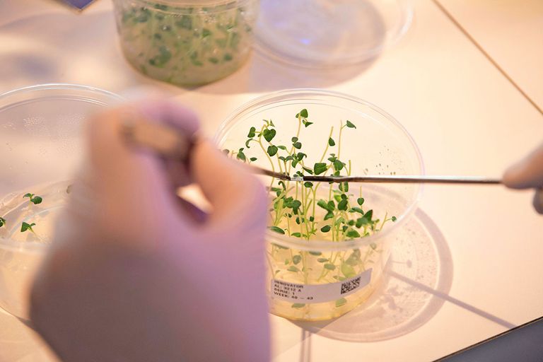 Het future farming-instituut gaat zich onder andere richten op het veredelen van planten die gezonder moeten zijn voor mens en klimaat. - Foto: Mark Pasveer