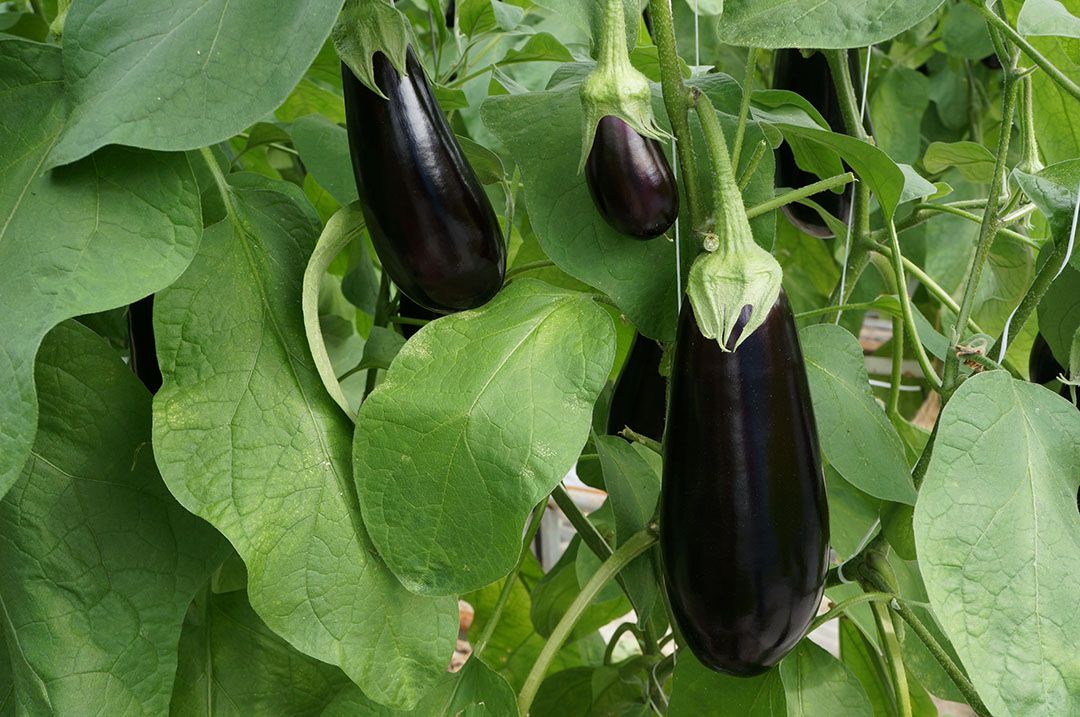 aubergineprijzen in week 28 aangetrokken. Foto: Gerard Boonekamp.