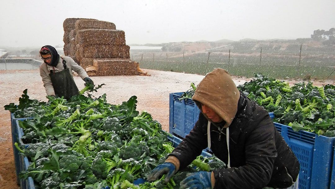 Foto: Agriser de Torre Pacheco/José Roque Lopez