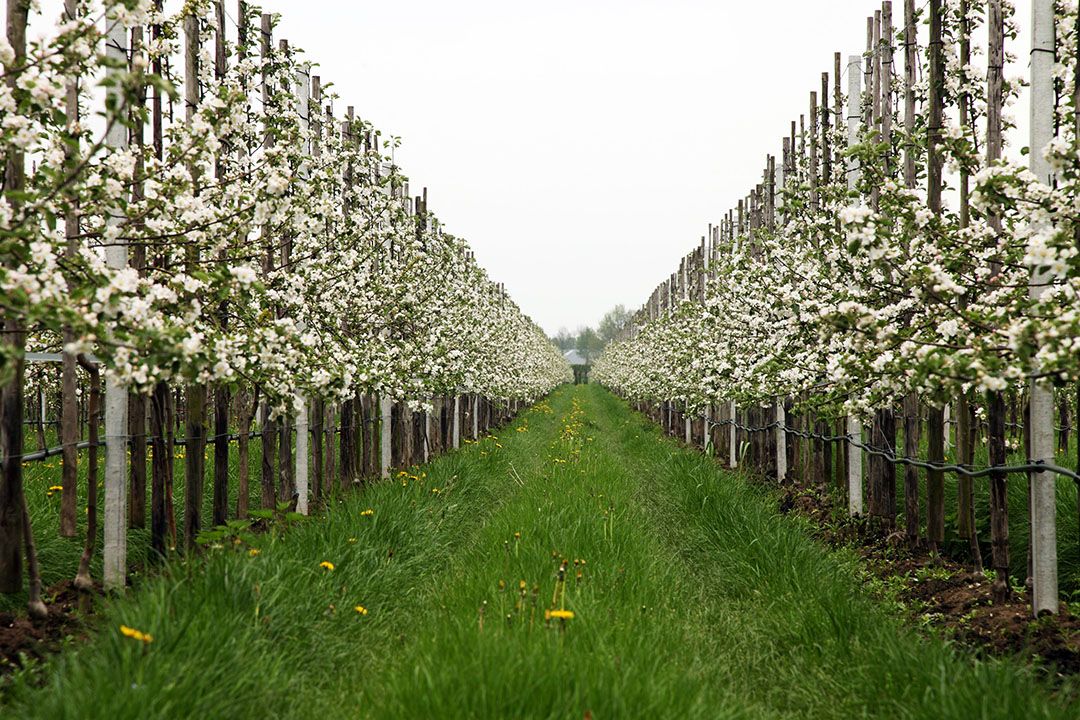 Bloeiende appelbomen. - Foto: Herbert Wiggerman