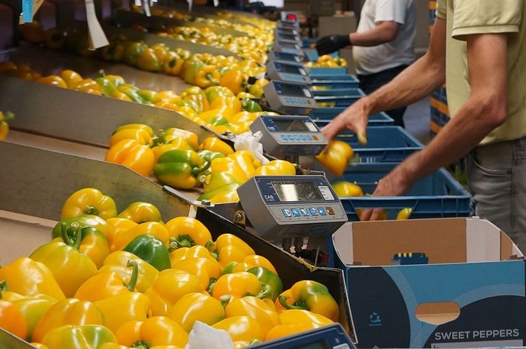 De prijzen voor gele paprika stijgen. - Foto: Groenten&Fruit