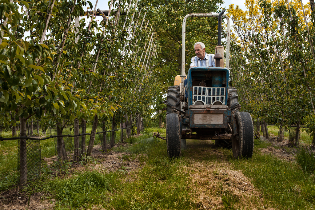 De Kamer wil op korte termijn een plan van aanpak zien om de beschikbaarheid van biologische gewasbeschermingsmiddelen voor met name de fruitteelt te vergroten. - Foto: Herbert Wiggerman
