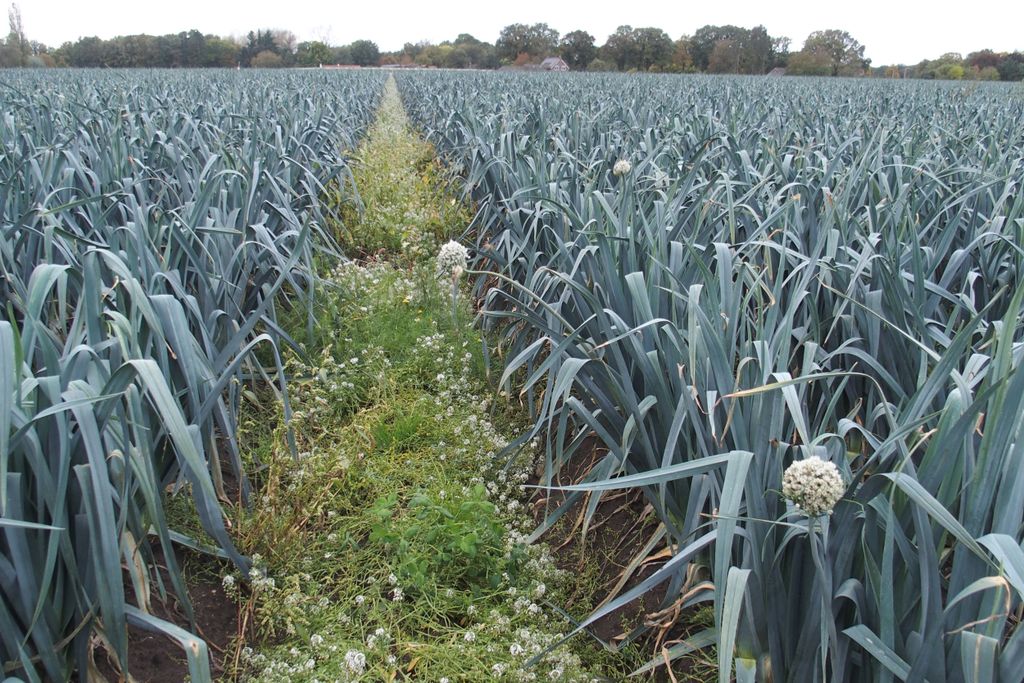 Henry Rombouts ziet in diverse plantingen schotvorming. Foto: Stan Verstegen