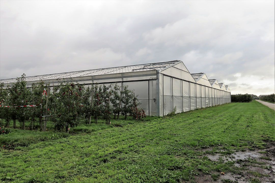 Onderzoek naar nieuwe teeltmethoden, zoals de cabriokas. Deze staat meestal open, maar in oktober gaan dak en gevels dicht tegen de roze appelluis.Foto: ton van der Scheer.