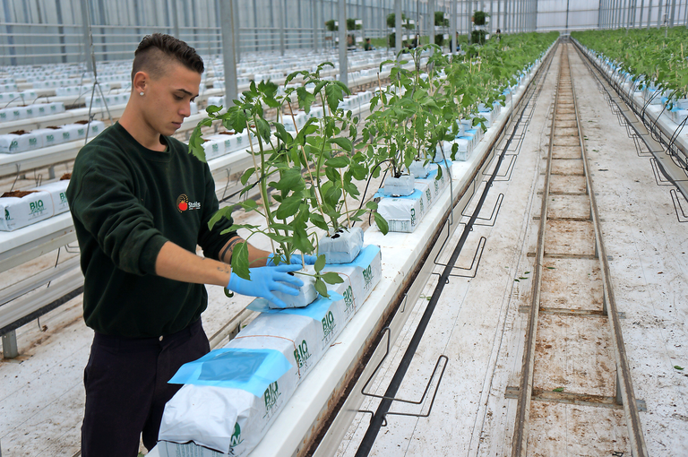 Ook een 'arbeidspiek' van negen maanden lang mag nu gelden als seizoenarbeid.