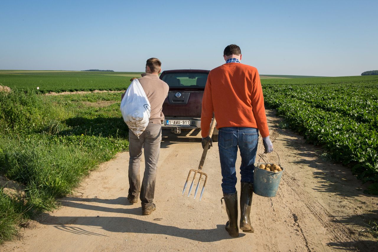 De aardappeltelers in België deden in 2016 goede zaken. - Foto: Peter Roek