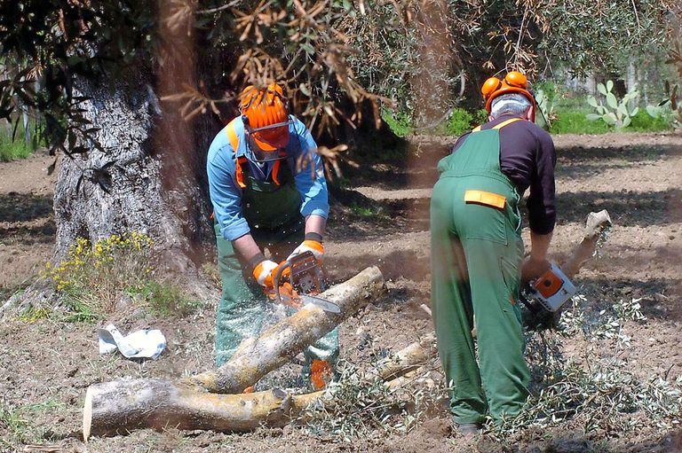 Sector zet zich schrap voor Xylella-dreiging