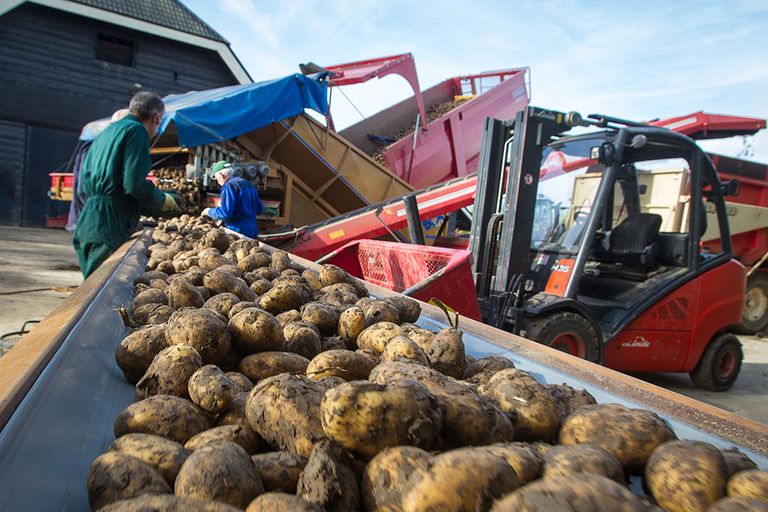 Inschuren van aardappelen. Consumptieaardappelentelers kregen de afgelopen twee jaar € 1.000 per hectare voor hun inspanningen om te voldoen aan PlanetProof. - Foto: Peter Roek