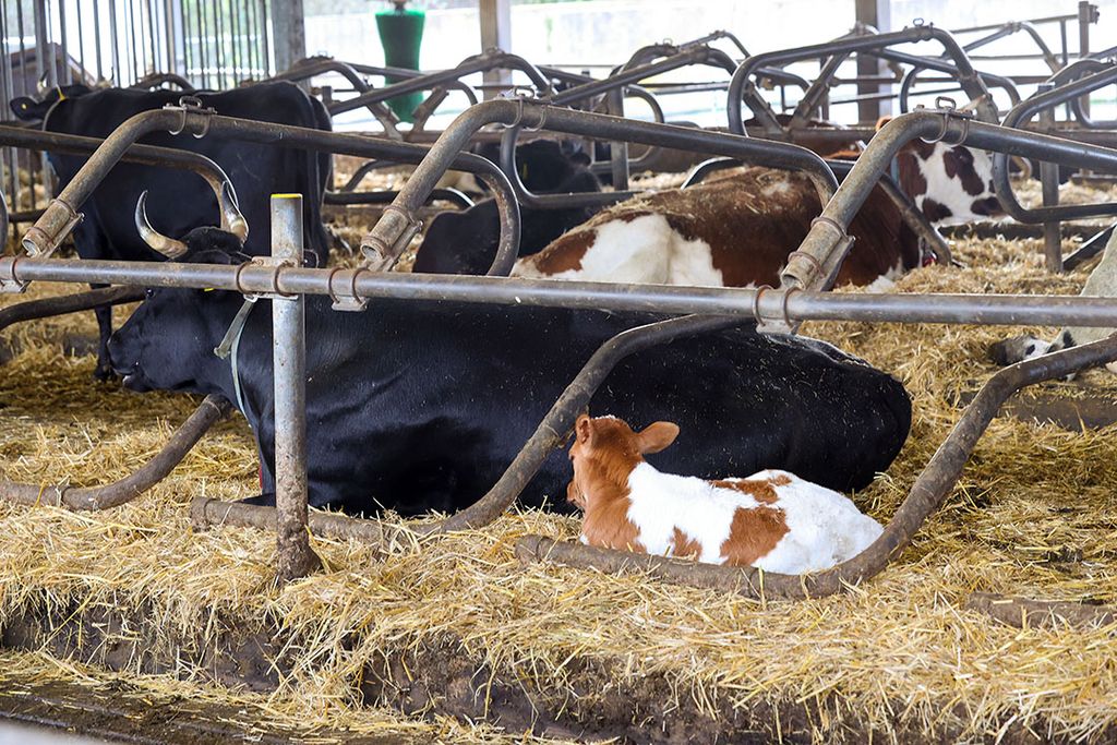 Biodynamisch melkveebedrijf, met het kalf bij de koe. - Foto: Bert Jansen