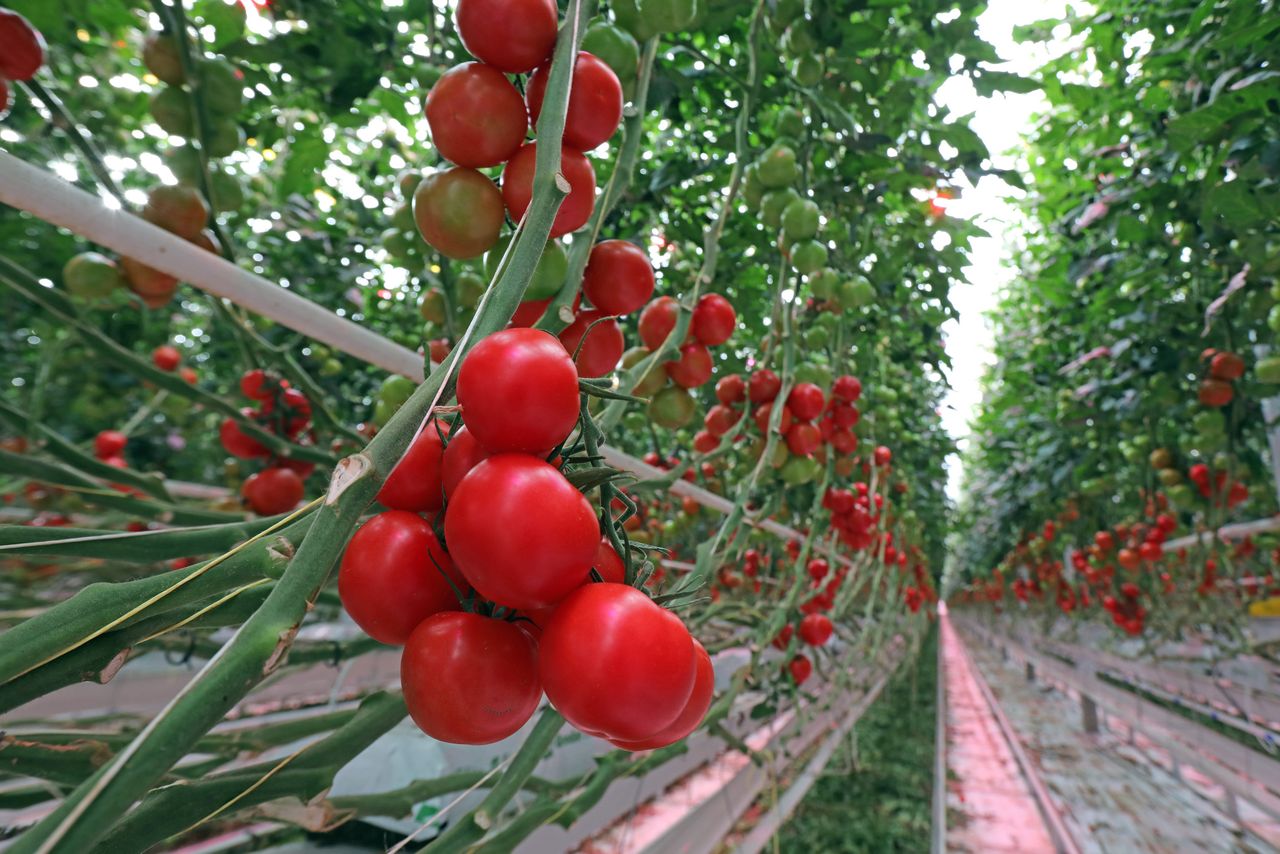 grenscontroles groente en fruit