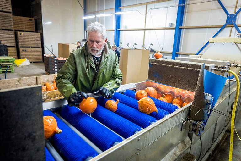 Groenteconsumptie stijgt in Nederland tot boven EU-gemiddelde. Foto: Misset